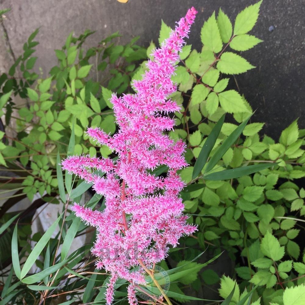 Photo of Astilbe 'Mighty Pip' uploaded by Patty