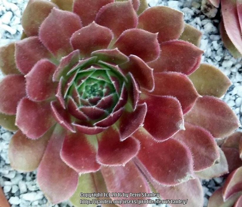 Photo of Hen and Chicks (Sempervivum 'Tourmalyi') uploaded by TerriStanley