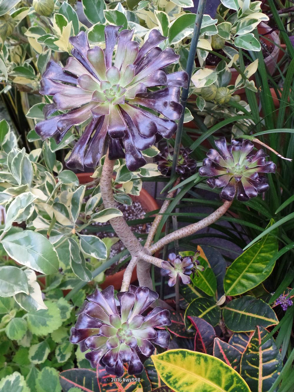 Photo of Black Rose (Aeonium arboreum 'Zwartkop') uploaded by bwv998