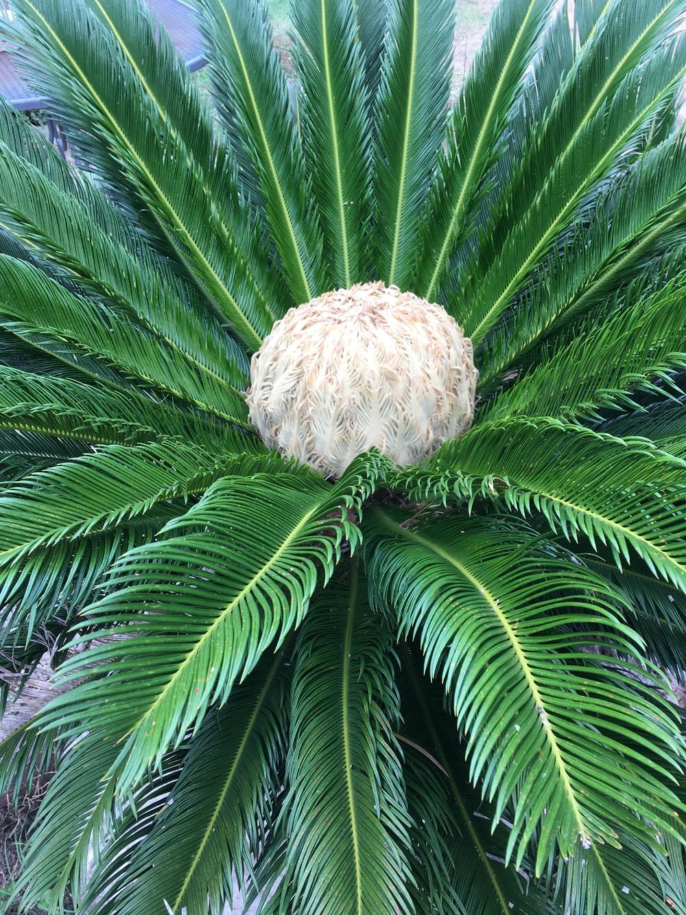 Photo of Sago Palm (Cycas revoluta) uploaded by froggardener