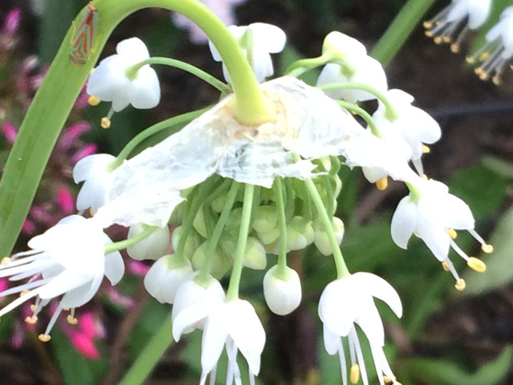 Photo of Nodding Onion (Allium cernuum) uploaded by nativeplantlover
