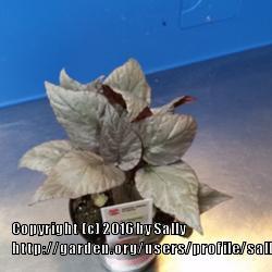 Photo of Begonias (Begonia) uploaded by sallyg