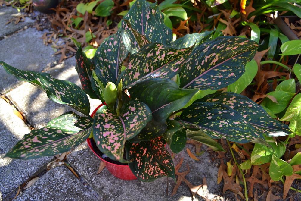 Photo of Chinese Evergreen (Aglaonema 'Pink Dalmatian') uploaded by sunkissed