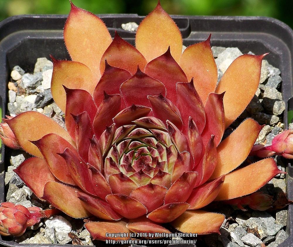Photo of Hen and Chicks (Sempervivum 'Choctaw') uploaded by turini