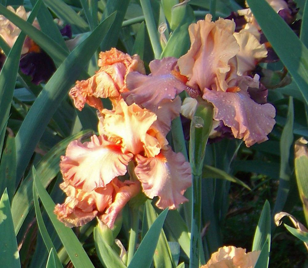 Photo of Tall Bearded Iris (Iris 'Temple of Time') uploaded by LynNY