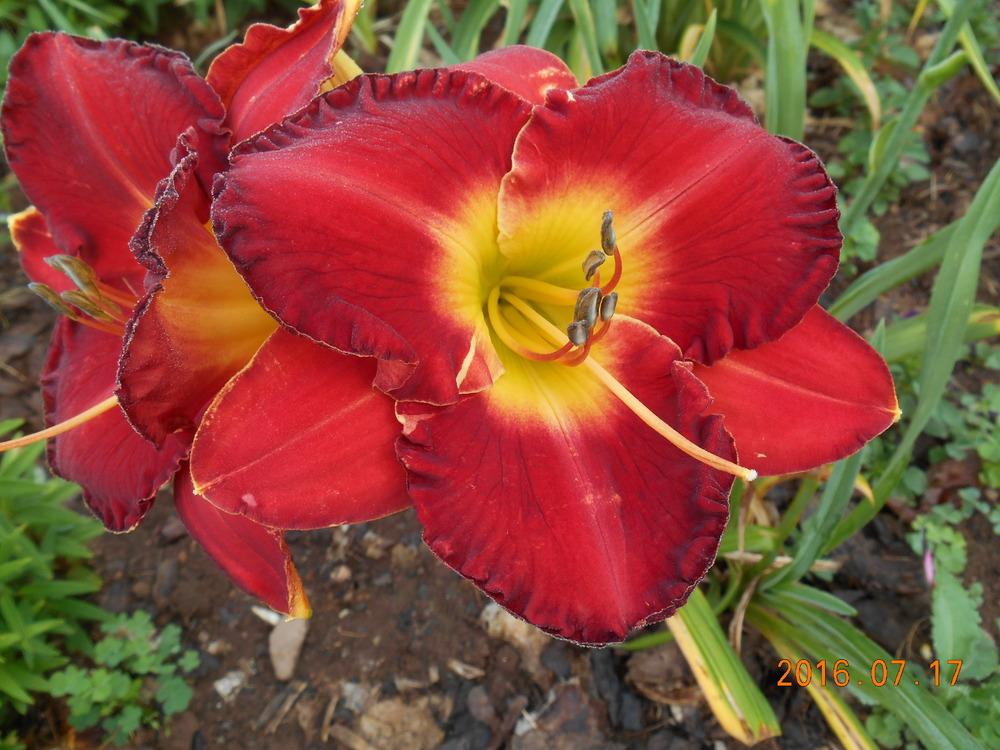 Photo of Daylily (Hemerocallis 'Forever Redeemed') uploaded by Raven