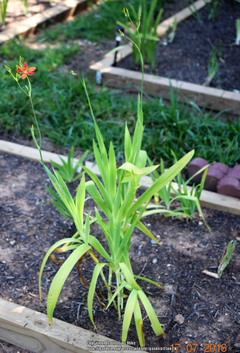 Photo of Species Iris (Iris domestica) uploaded by garden4funTN