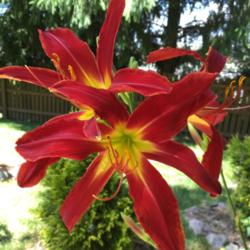 Location: my zone 5 garden
Date: 2016-07-16
My first blooms on a 1 year old plant.  It is very tall, and I ha