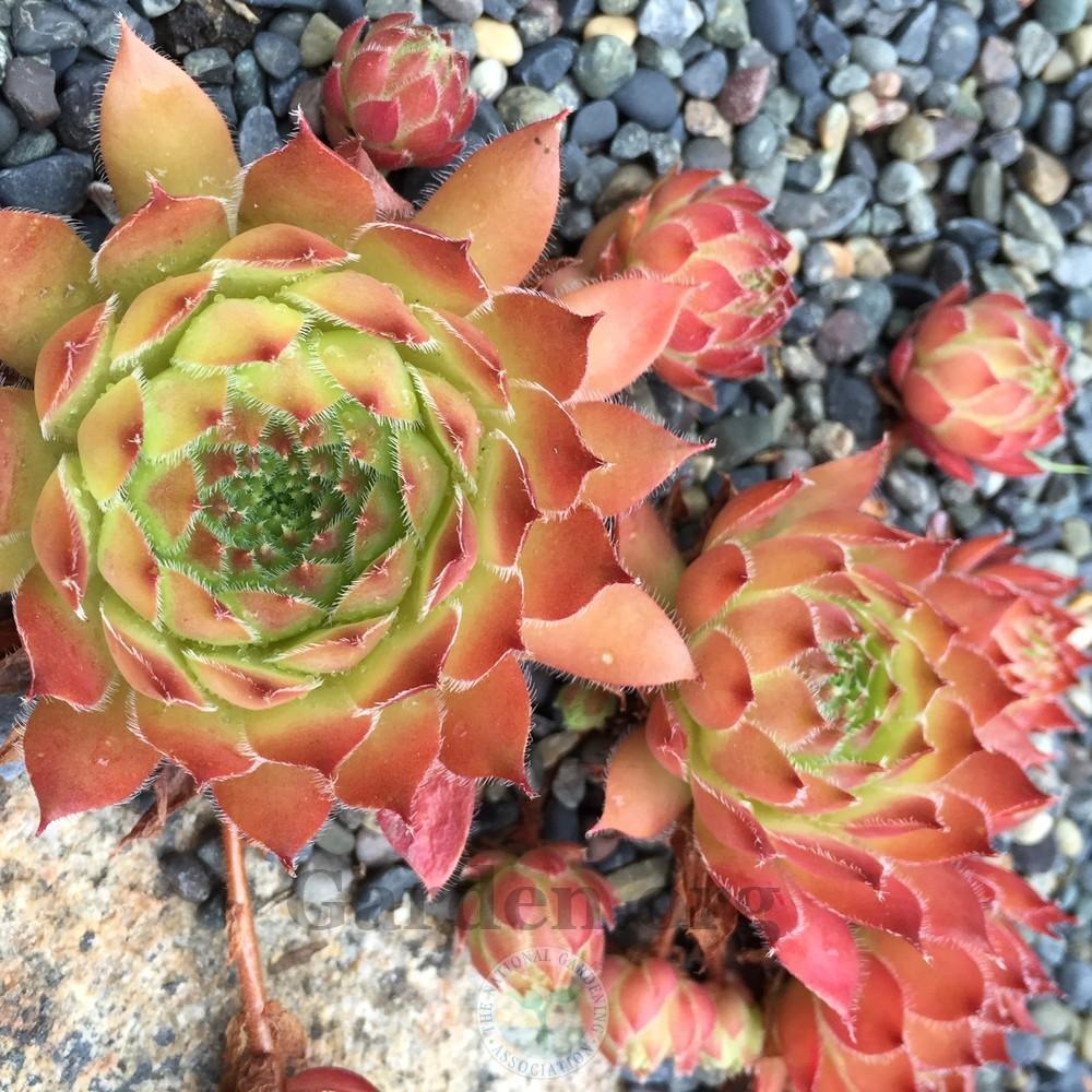Photo of Hen and Chicks (Sempervivum 'Pacific Opal') uploaded by Patty