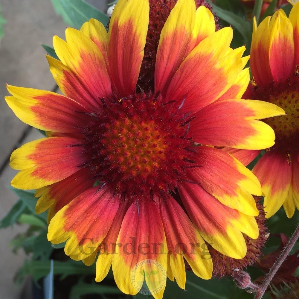 Photo of Blanket Flower (Gaillardia 'Arizona Sun') uploaded by Patty