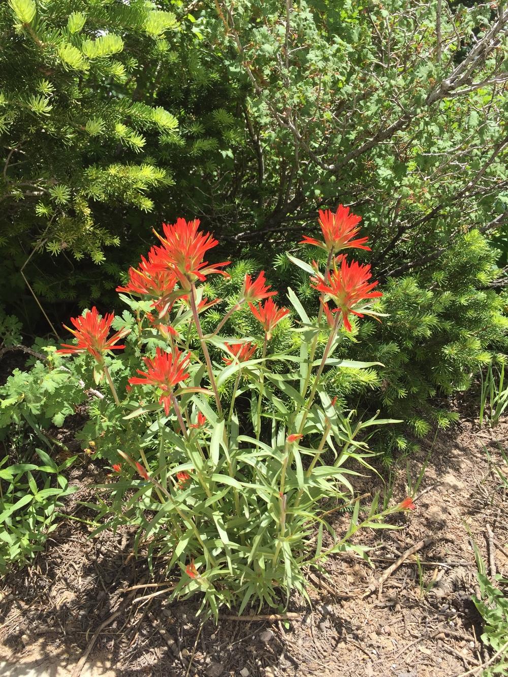Photo of Orange Paintbrush (Castilleja linariifolia) uploaded by SpringGreenThumb