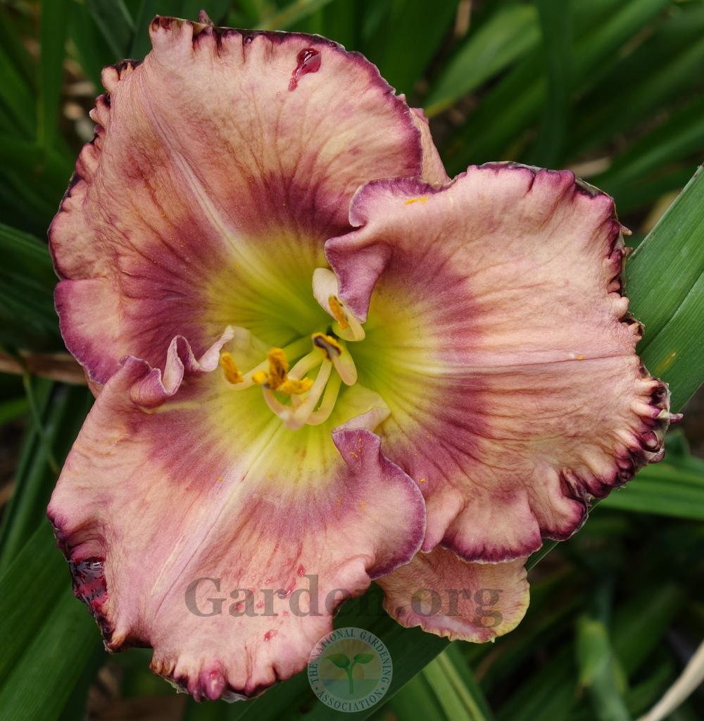 Photo of Daylily (Hemerocallis 'Ruffles Have Ripples') uploaded by springcolor