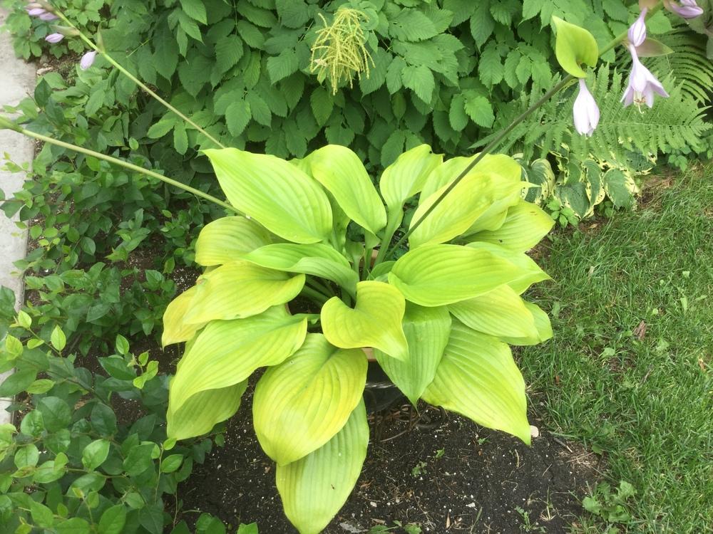 Photo of Hosta 'Sum and Substance' uploaded by DebbieC