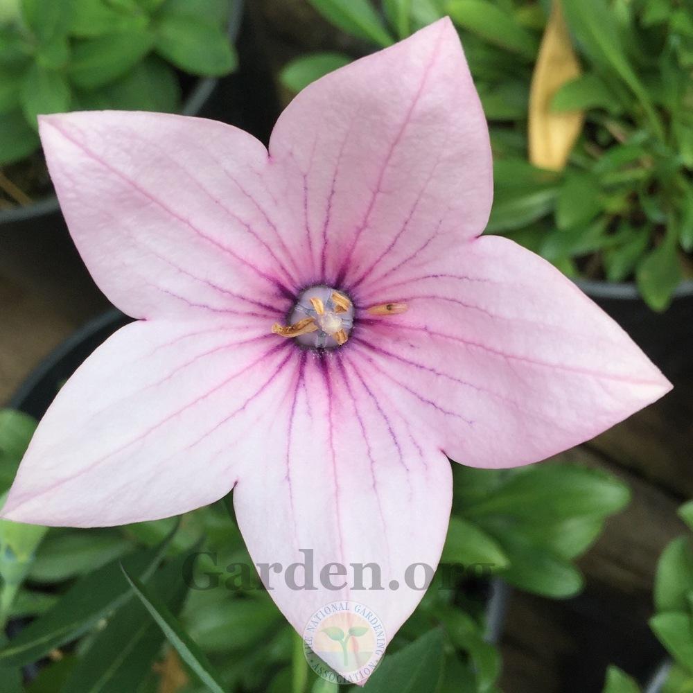 Photo of Balloon Flower (Platycodon grandiflorus 'Astra Pink') uploaded by Patty