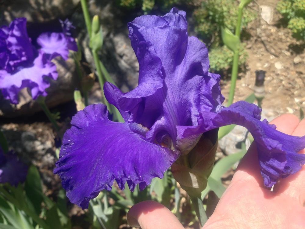 Photo of Tall Bearded Iris (Iris 'Blue Suede Shoes') uploaded by SpringGreenThumb