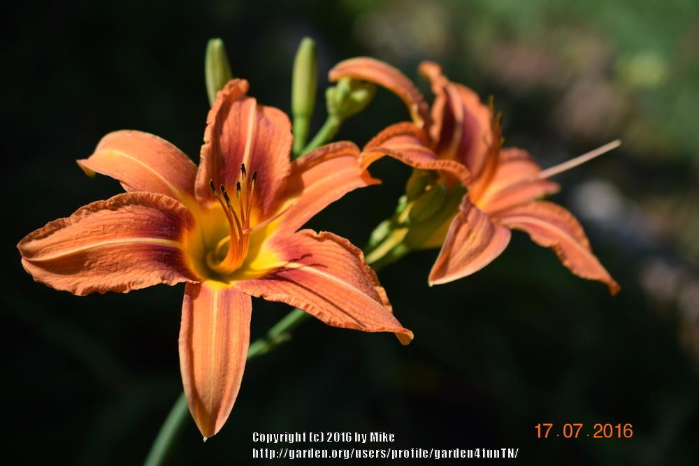 Photo of Ditch Lily (Hemerocallis fulva) uploaded by garden4funTN