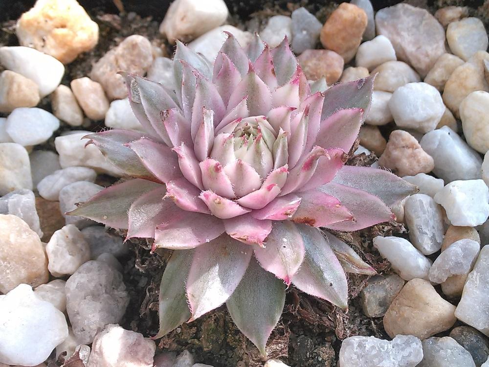 Photo of Hen and Chick (Sempervivum 'Saxon') uploaded by jkbingh