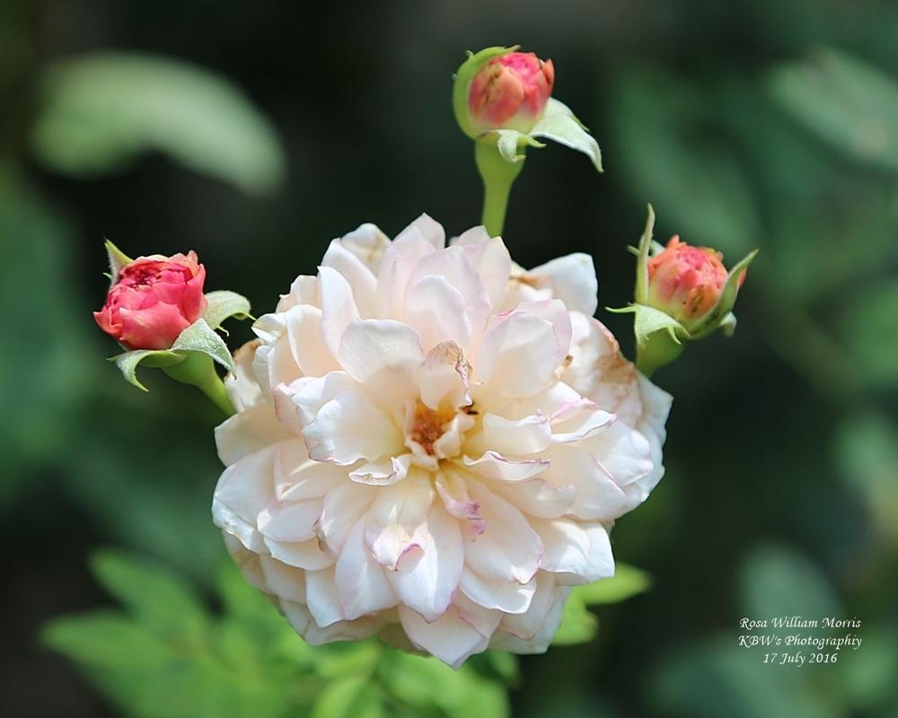 Photo of English Shrub Rose (Rosa 'William Morris') uploaded by kbw664