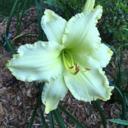 Location: My zone 5 garden
Date: 2016-07-19
This is a gigantic flower and is very greenish white.