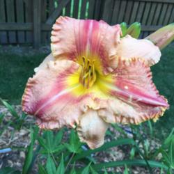 Location: My zone 5 garden
Date: 2016-07-19
1st bloom this year - it will get better - 2 year old plant in my
