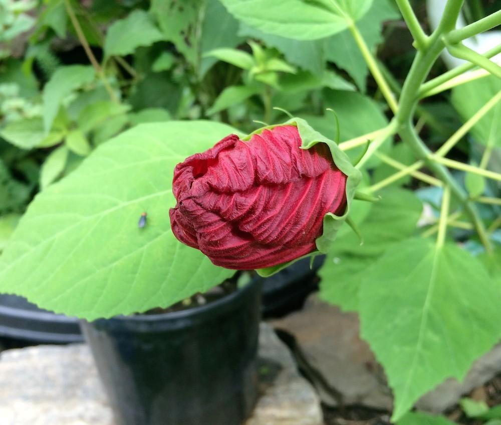 Photo of Hardy Hibiscus (Hibiscus moscheutos) uploaded by nativeplantlover