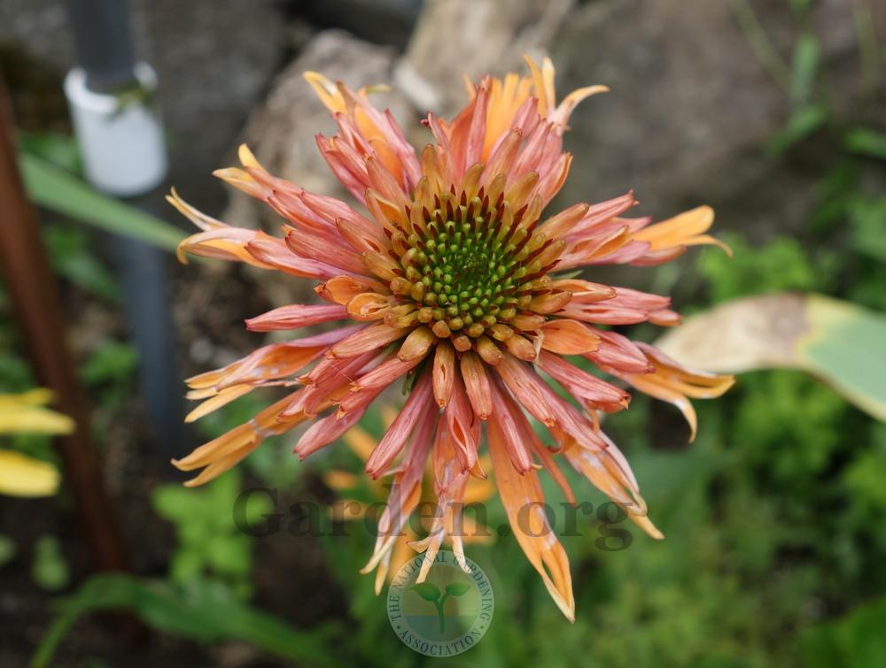 Photo of Coneflower (Echinacea 'Colorburst Orange') uploaded by springcolor