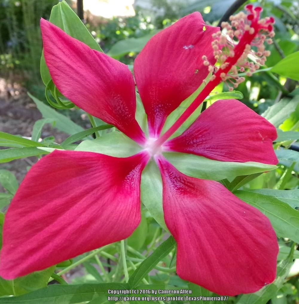 Photo of Texas Star (Hibiscus coccineus) uploaded by TexasPlumeria87