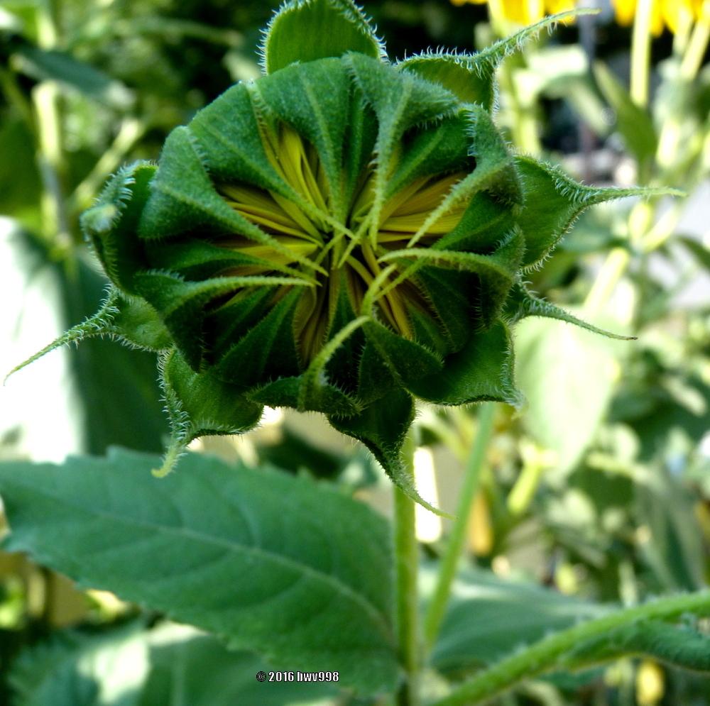 Photo of Sunflowers (Helianthus annuus) uploaded by bwv998