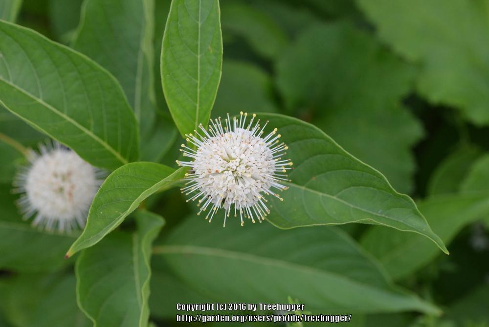 Photo of Buttonbush (Cephalanthus occidentalis) uploaded by treehugger