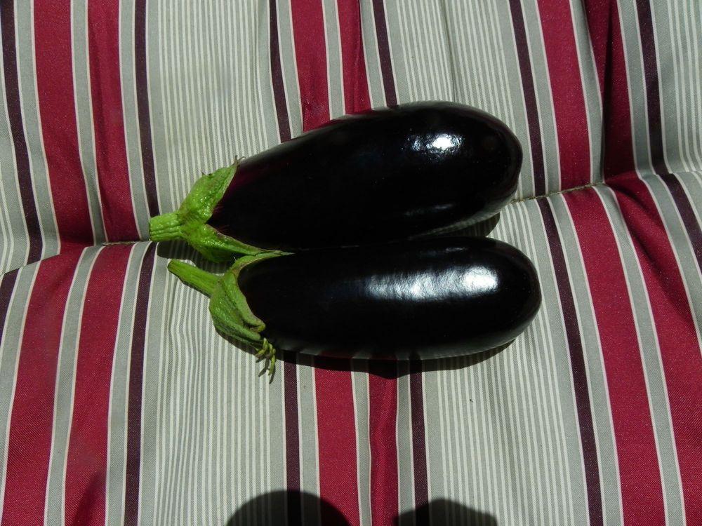 Photo of Eggplant (Solanum melongena 'Park's Whopper') uploaded by Newyorkrita