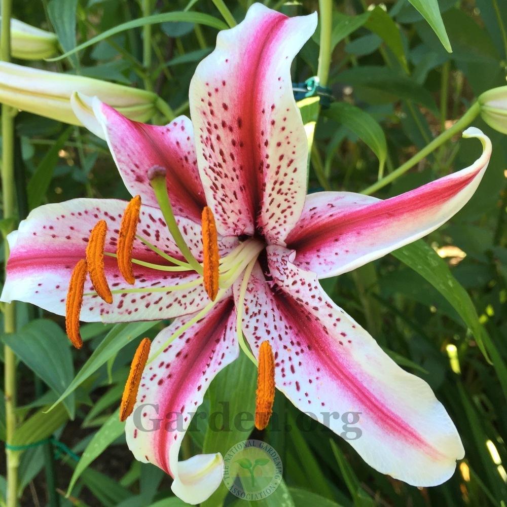 Photo of Oriental Lily (Lilium 'Dizzy') uploaded by Patty