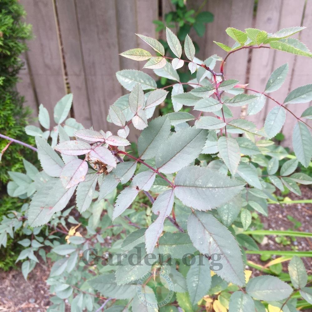 Photo of Red Leaf Rose (Rosa glauca) uploaded by Patty