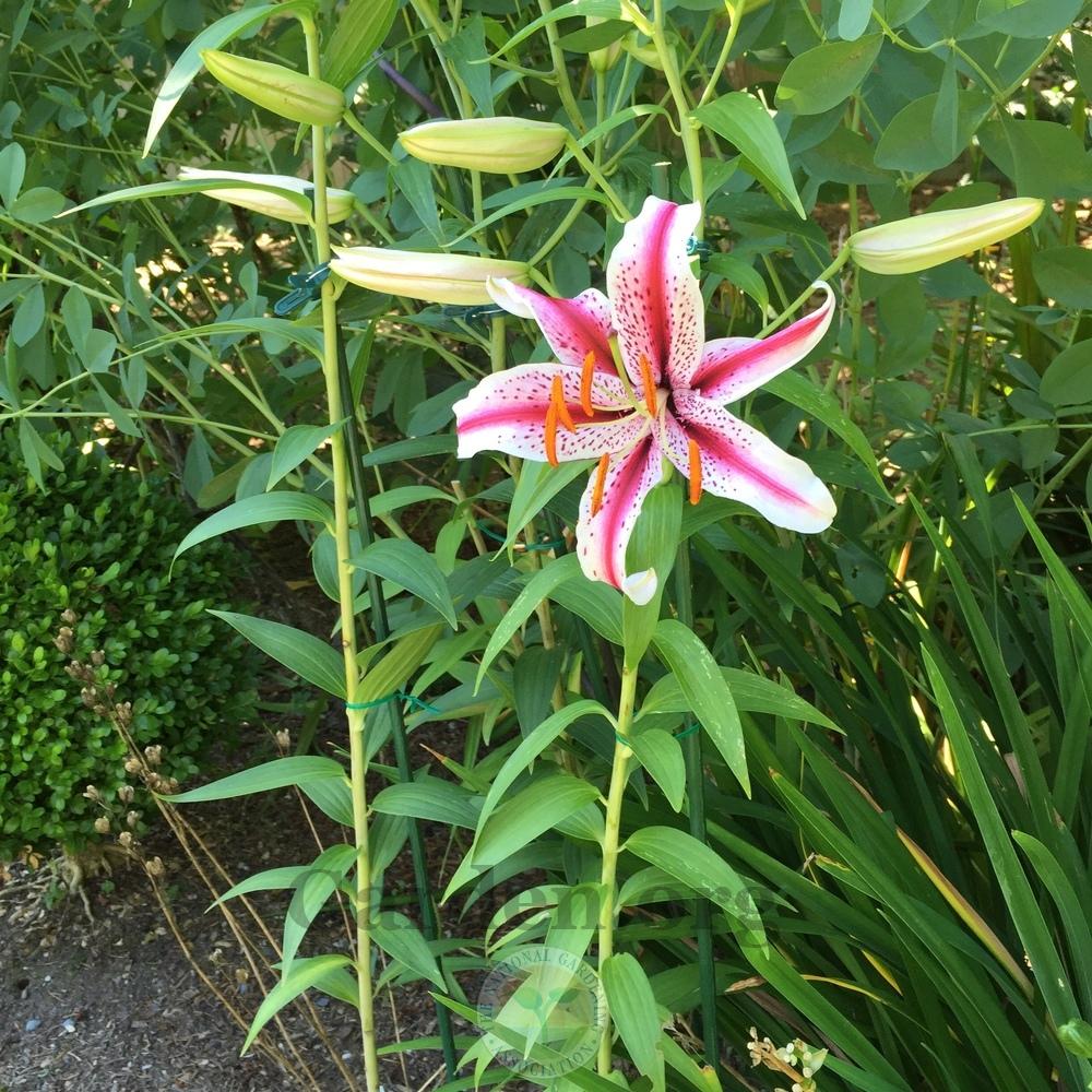 Photo of Oriental Lily (Lilium 'Dizzy') uploaded by Patty