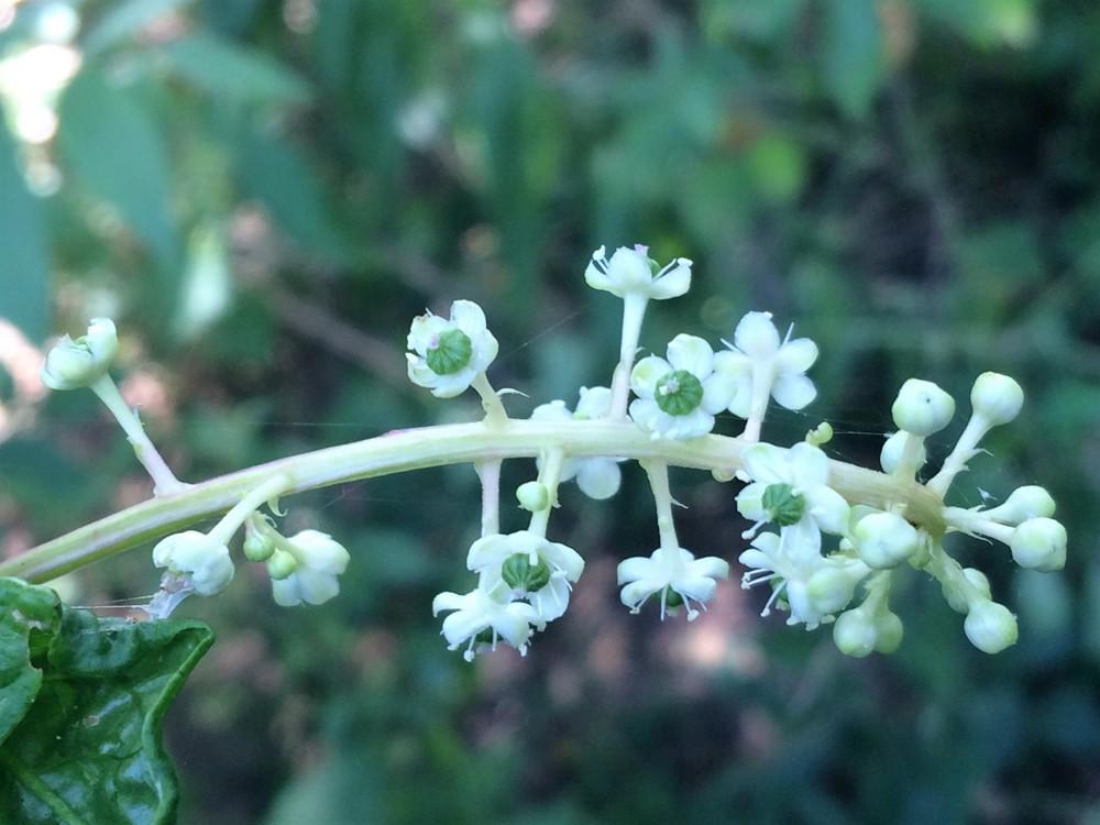 Photo of Pokeweed (Phytolacca americana) uploaded by nativeplantlover