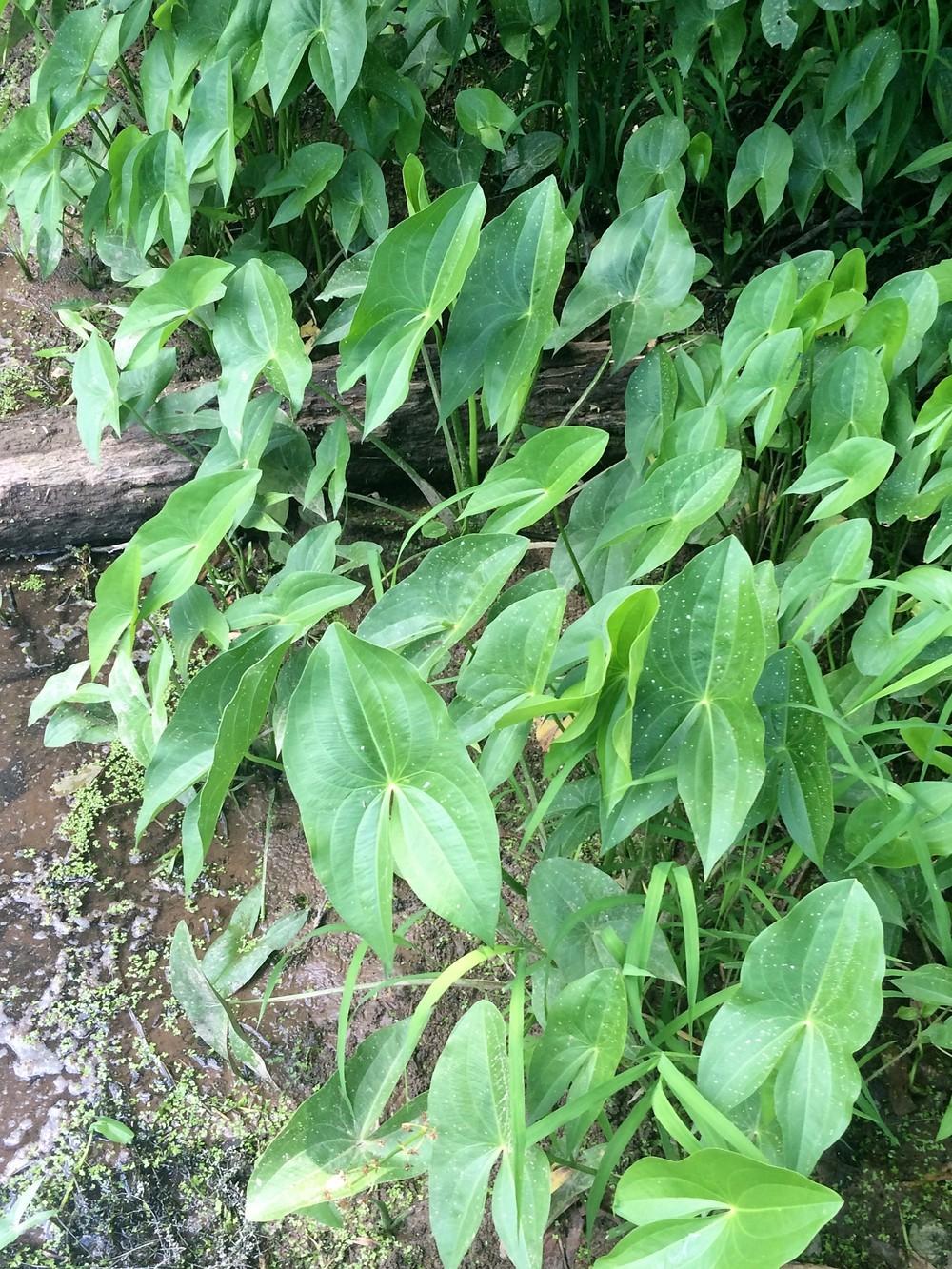 Photo of Broad Leaf Arrowhead (Sagittaria latifolia) uploaded by nativeplantlover