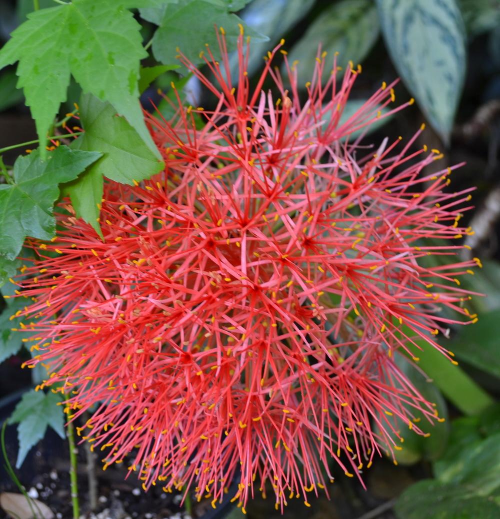 Photo of African Blood Lily (Scadoxus multiflorus) uploaded by sunkissed