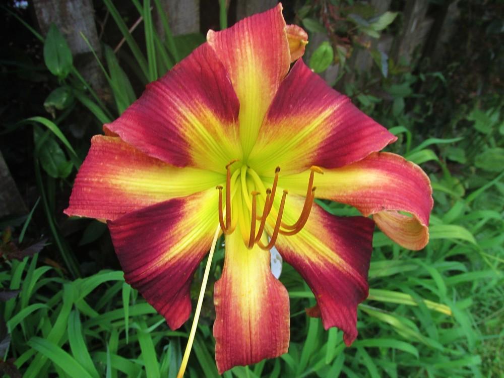 Photo of Daylily (Hemerocallis 'Chief Four Fingers') uploaded by LarryR
