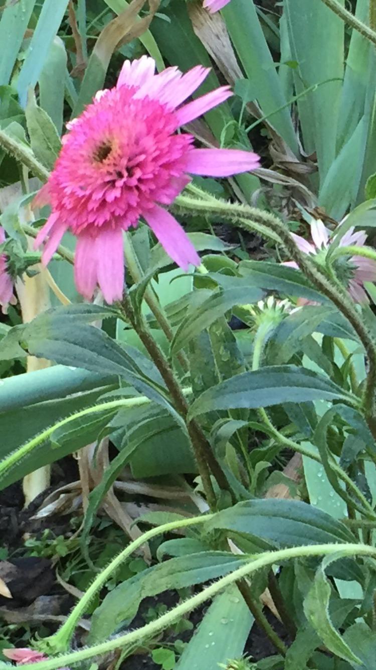 Photo of Coneflower (Echinacea 'Pink Double Delight') uploaded by SpringGreenThumb