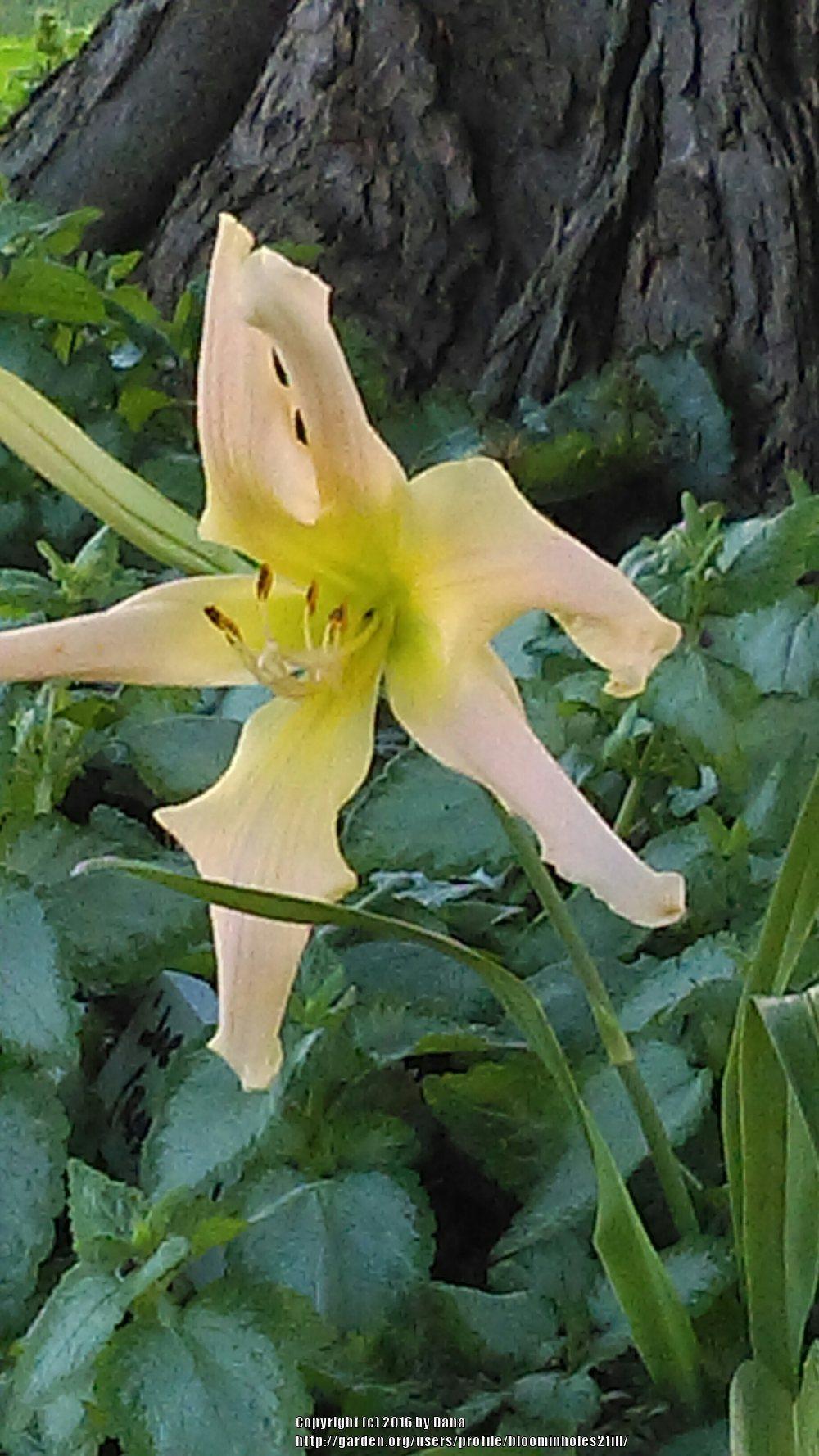 Photo of Daylily (Hemerocallis 'Jocelyn's Oddity') uploaded by bloominholes2fill