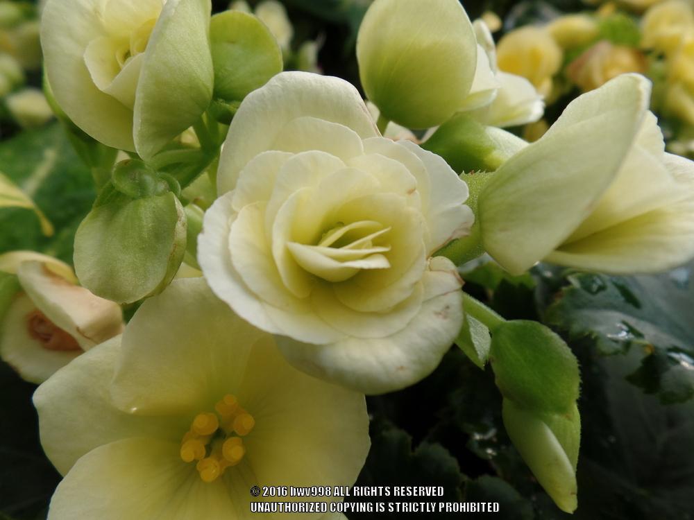 Photo of Rieger Begonia (Begonia x hiemalis) uploaded by bwv998