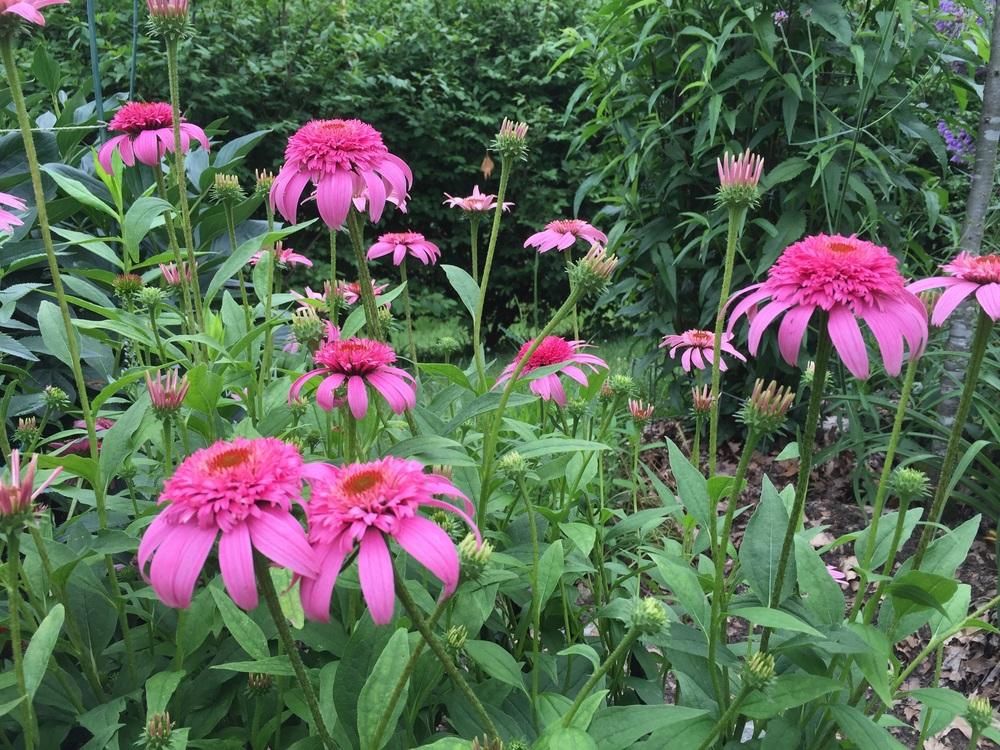 Photo of Coneflower (Echinacea 'Pink Double Delight') uploaded by cottelpg