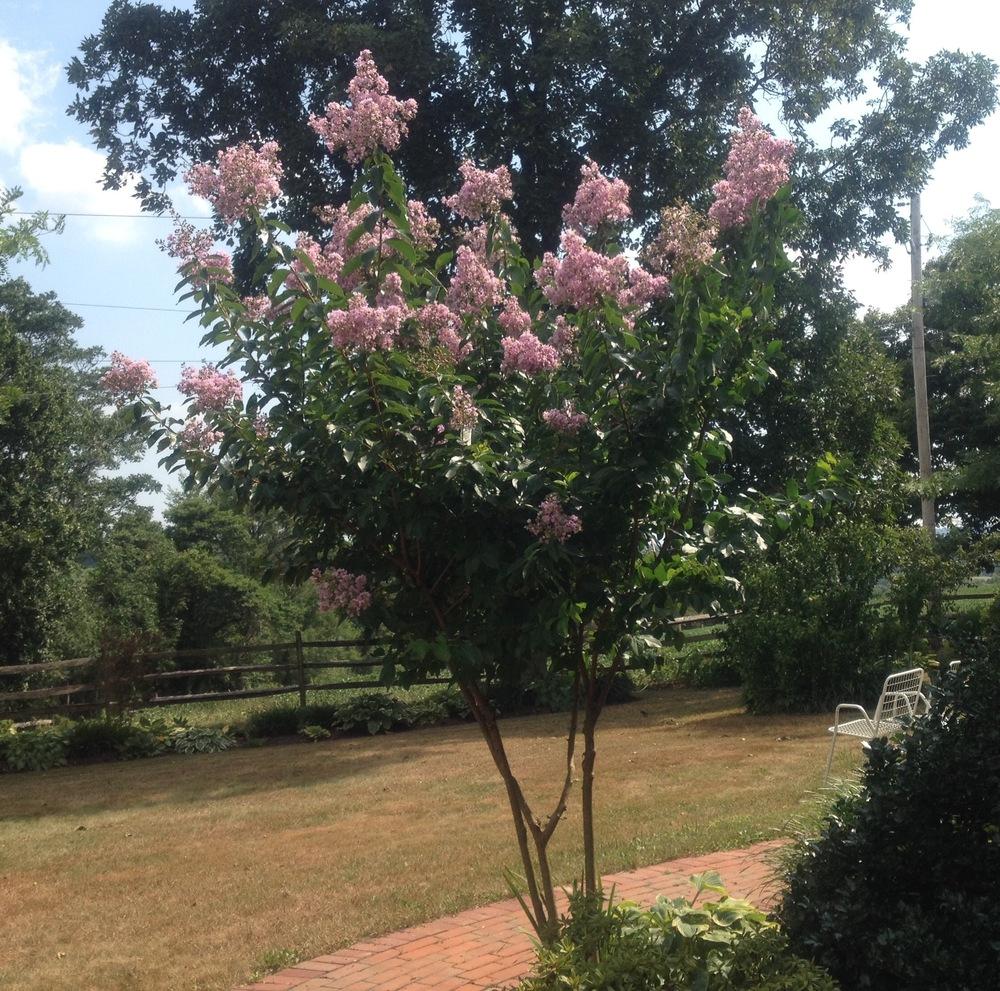Photo of Crepe Myrtle (Lagerstroemia 'Muskogee') uploaded by csandt