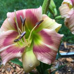 Location: my zone 5 garden
Date: 2016-07-22
1st bloom on a new plant this year.