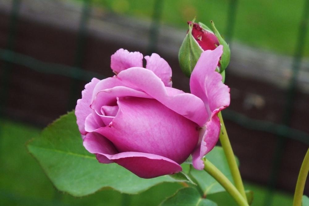 Photo of Rose (Rosa 'Charles de Gaulle') uploaded by sunnyvalley