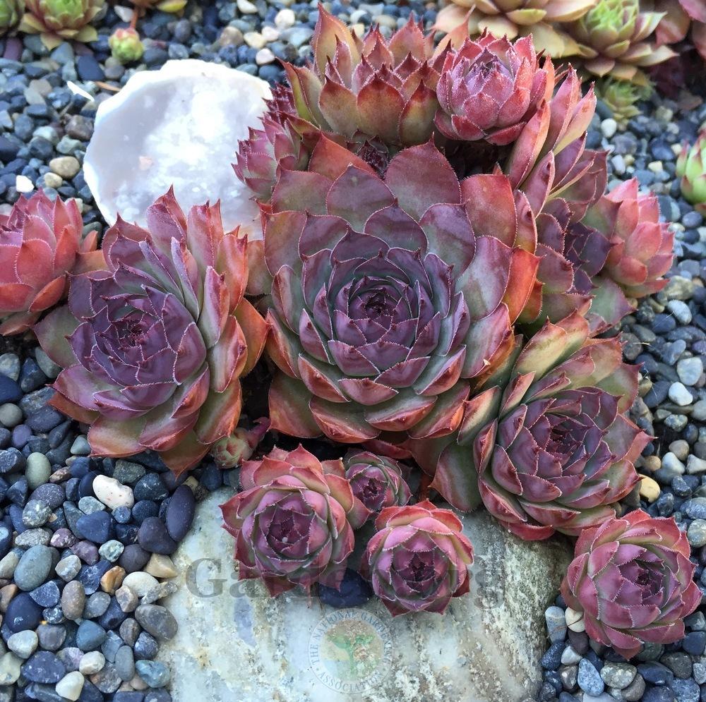 Photo of Hen and Chicks (Sempervivum 'Mary-Beth') uploaded by Patty