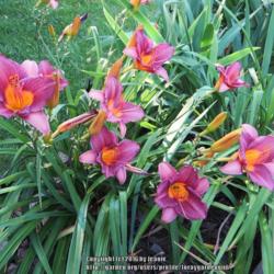 Location: South daylily garden
Date: 2016-07-23