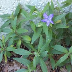 Location: 1717 Fairhaven Court, Apopka, FL
Date: 2016-07-20
Some kind of ground cover