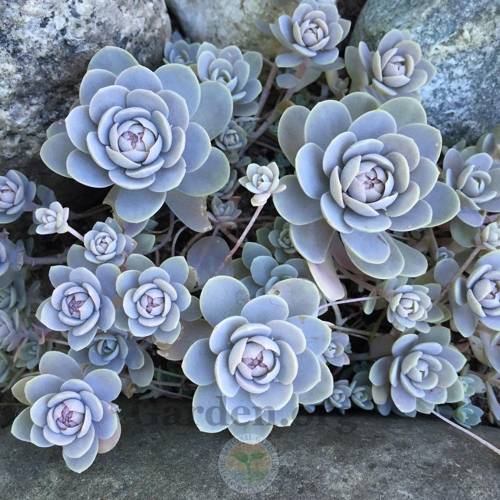 Photo of Dunce's Cap (Orostachys iwarenge) uploaded by Patty