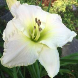 Location: my zone 5 garden
Date: 2016-07-24
This is my favorite white (well, in a tie with Voila Francois now