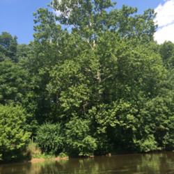 Location: Conestoga River at Perelman Park near Lancaster PA
Date: 2016-07-21